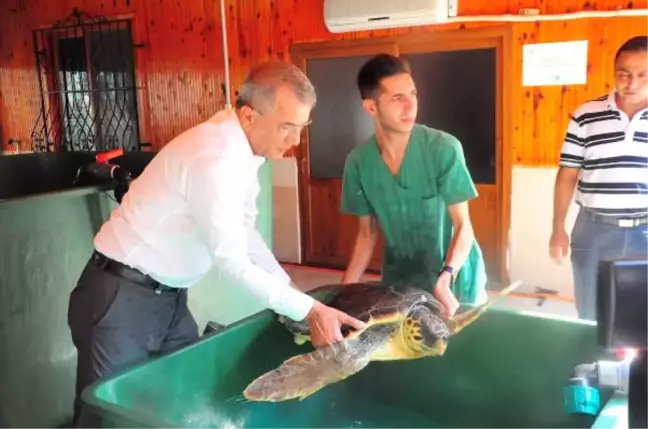 Mezitli Sahillerinde 'Caretta Caretta' Uyarısı