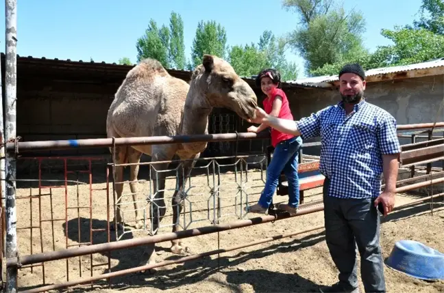 Develeri Alana Yarım Altın Hediye Edecek