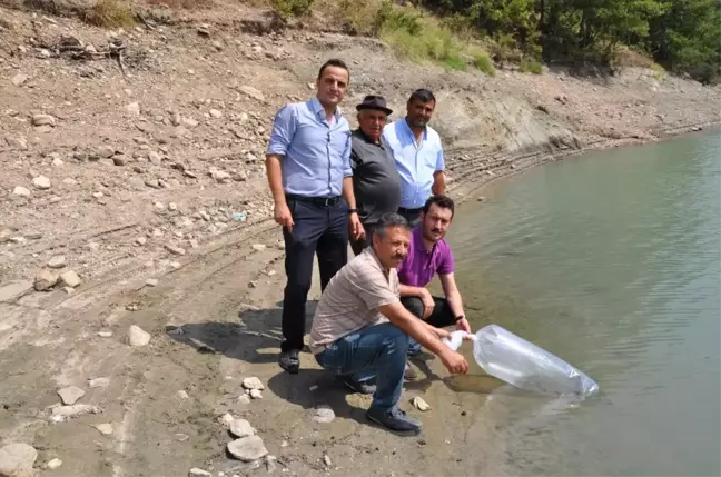 Simav'da Göletlere 27 Bin Yavru Balık Bırakıldı