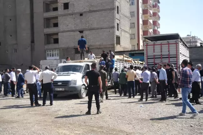 Yüksekova'da Genç Çiftçilere Düve Dağıtımı Yapıldı