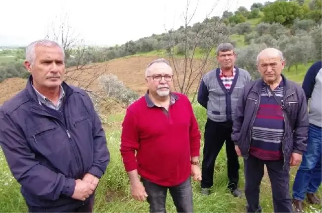 Ödemiş'te Yol İçin Zeyin Ağaçlarının Köklenmesine Tepki (2)