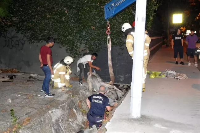 Sarıyer'de su kanalına düşen at itfaiye ekiplerinin çalışmasıyla kurtarıldı