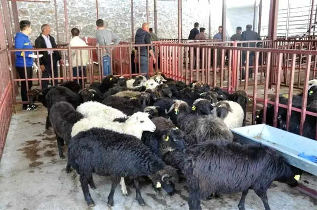 Gümüşhane'de genç çiftçilere küçükbaş hayvanları dağıtıldı