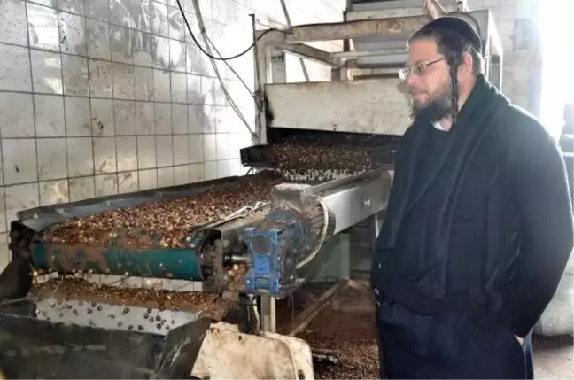 Afyonkarahisar'da, haham gözetiminde fındık yağı üretimi
