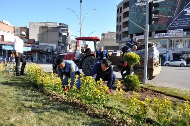 Cizre'de yeşillendirme çalışmaları aralıksız devam ediyor