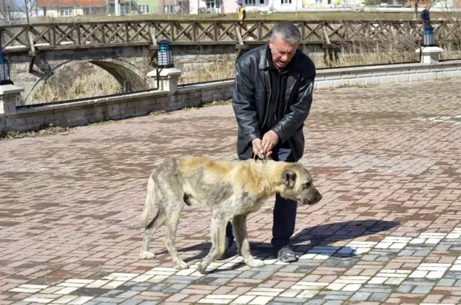 Sokak köpeği bakımevine teslim edildi
