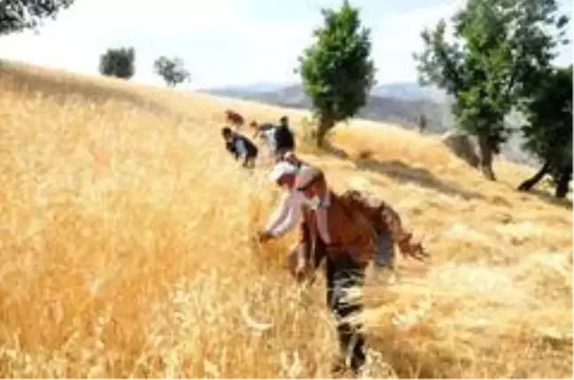 Son dakika haberi! Şırnak'ta 'dengbej' eşliğinde buğday hasadı başladı
