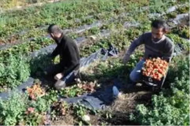 Sason'da yılın son çilek hasadı başladı