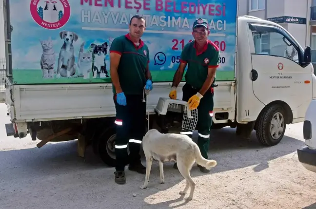 Muğla yerel haberleri | Menteşe Belediye Ekipleri 5 Yavru Köpeği Kurtardı