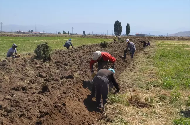 Muş Ovası'nda Yetişen Meyan Kökü Geçim Kaynağı Oldu