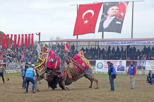 AK Parti Muğla Büyükşehir Belediye Başkan Adayı Aydın Ayaydın Yatağan'da Deve Güreşi Festivali'ne Katıldı