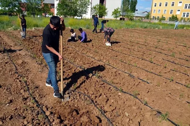 Muş'ta Öğretmen ve Öğrenciler Tarım Projesiyle Kendi Sebzelerini Yetiştiriyor