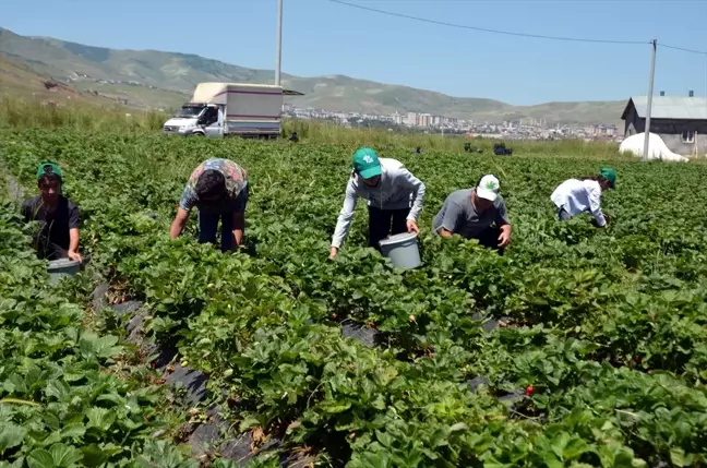 Muş'ta Üreticiler Çilek Hasadına Başladı