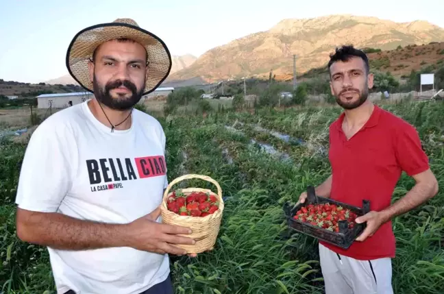 Batman'ın Sason ilçesinde üretilen çilekler Cumhurbaşkanı Erdoğan'a ulaştırıldı