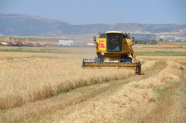 Kahramankazan'da Arpa Hasadı Başladı