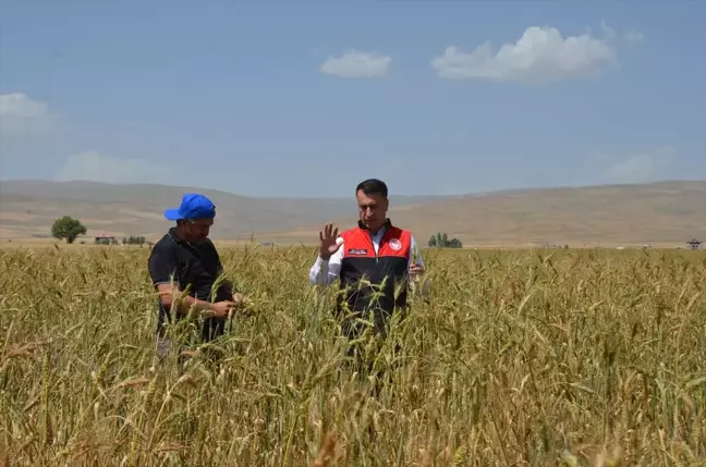 Muş'ta Ata Tohumu Buğdayından Yüksek Verim Bekleniyor