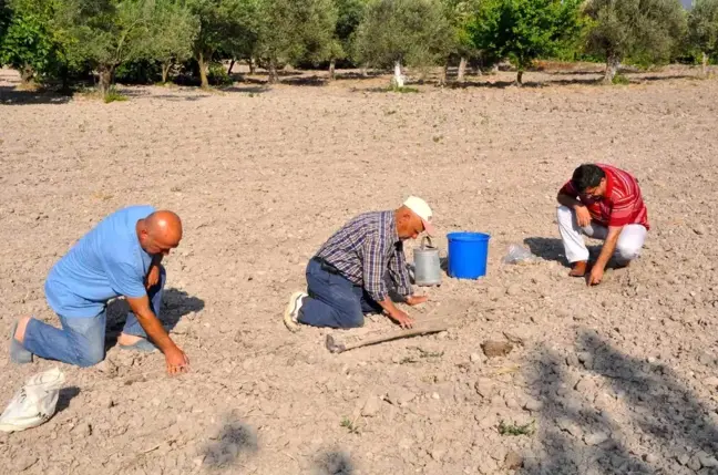 Kırkağaç Kavunu Hasadı İçin Ekim Başladı