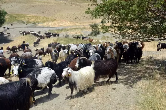 Göçerler Muş'un serin yaylalarında hayvancılık yapıyor