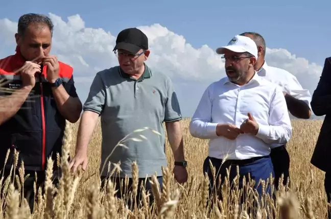 Kars'ta Hibeli Buğday Tohumları Ekildi