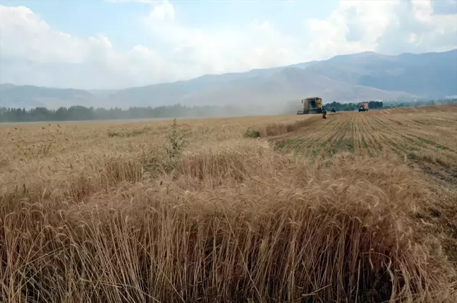 Diyarbakır'dan Muş'a gelen biçerdöver operatörleri tarlalarda mesai yapıyor