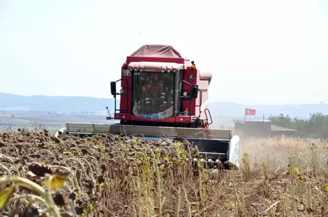 Kuraklık nedeniyle ayçiçeği hasadı düşük verimli geçiyor