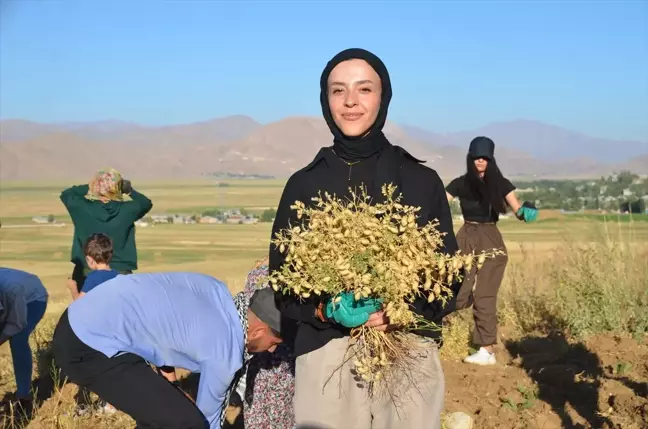 Hakkari'de Kadın Kooperatifi Nohut Hasadına Başladı