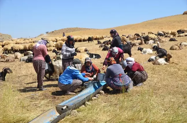 Yüksekova'da Berivanlar Yaylada Ürün Satarak Aile Bütçelerine Katkıda Bulunuyor