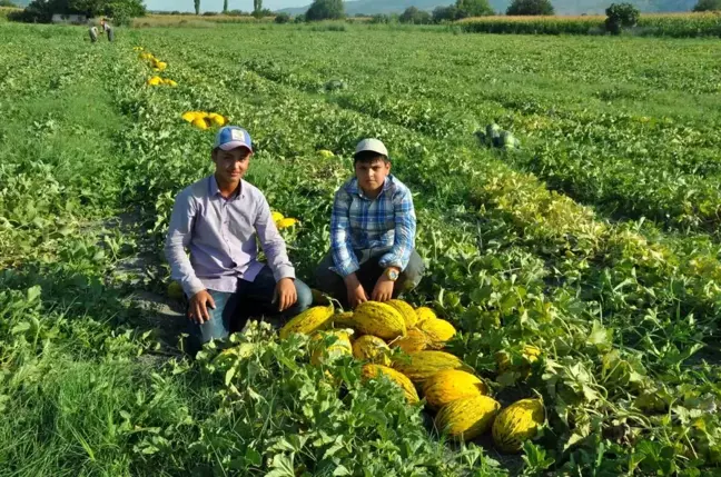 Kırkağaç Kavununda Hasat Başladı