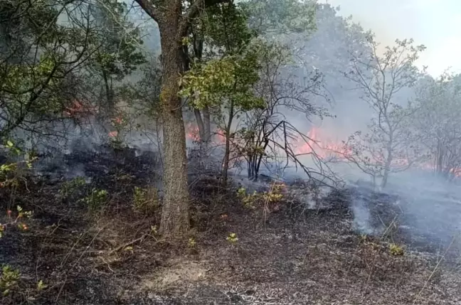 Kırklareli'nde Orman Yangını Kontrol Altına Alındı