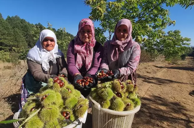 Demirci'de Kestane Hasadı Başladı