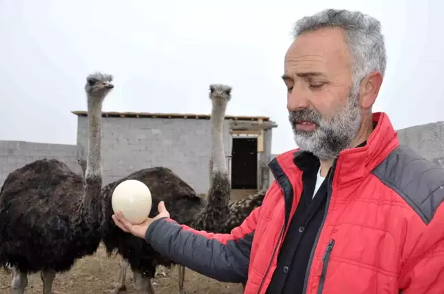 Karslı Üretici Deve Kuşu Yetiştiriciliğine Başladı