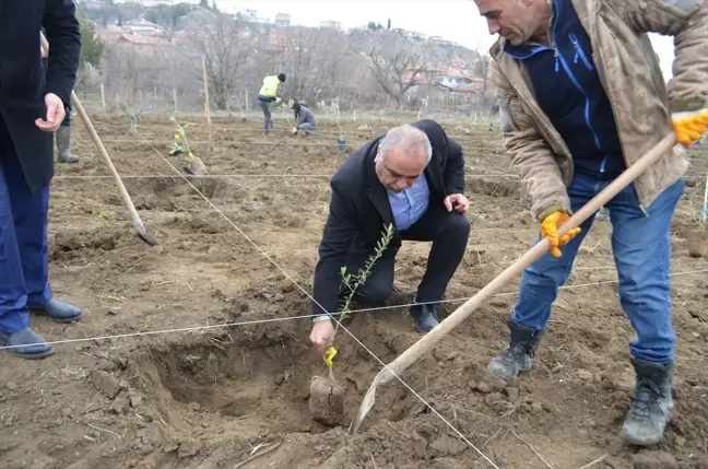 Dodurga'da Zeytin Üretimi İçin Fidan Dikimi Gerçekleşti