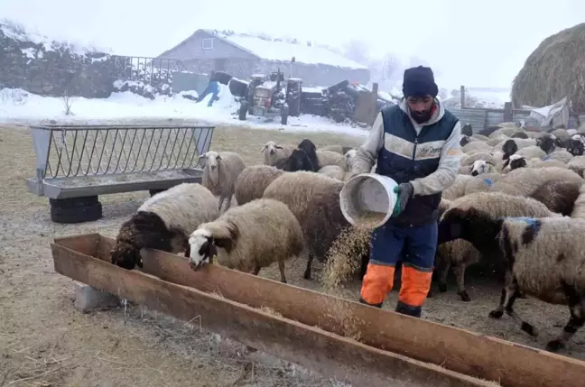 Kars'ta Çoban Bulma Sorunu, Küçükbaş Hayvancılığı Tehdit Ediyor