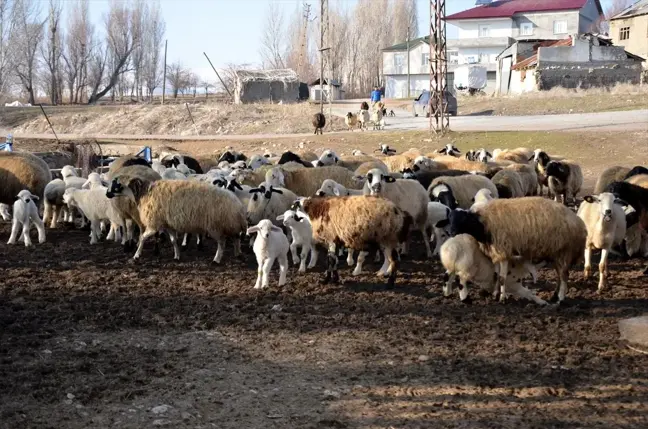 Muş'ta Küçükbaş Hayvan Varlığı Artışı Bekleniyor