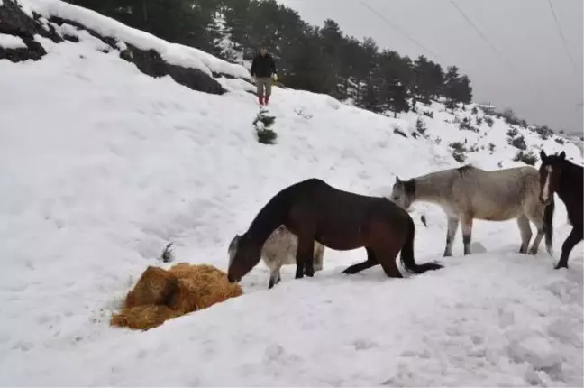 İzciler Hayvanlar İçin Doğaya Yem Bıraktı