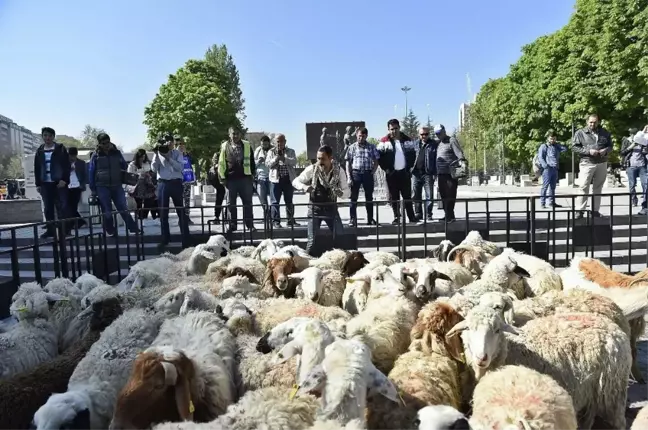 Kızılay'a Sürü İndi....