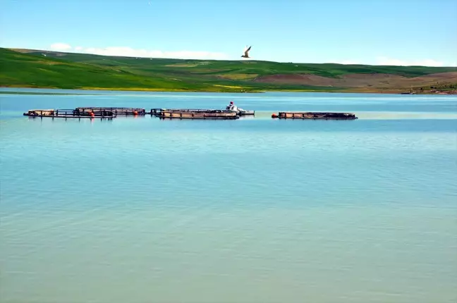 Muş'ta Balık Üretimi