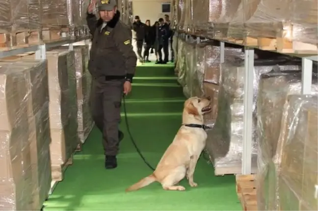 Bomba Köpekleri Artık 'Ulusal' Sertifikalı