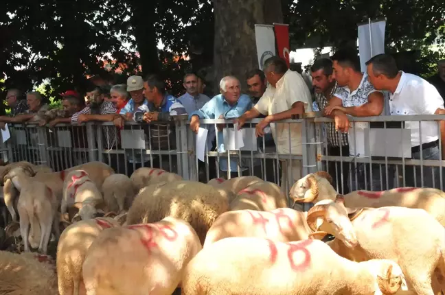 Koyun ve Keçilerde Verimliliği Artırma Projesi