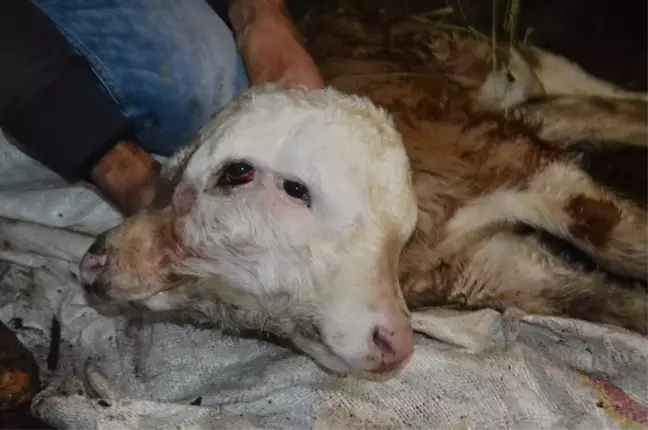 Ağrı'da 'Çift Başlı Buzağı' Şaşkınlığı