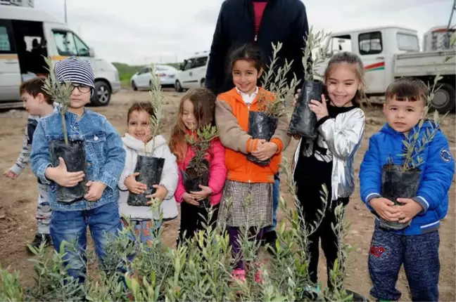 Zeytin Fidanları Toprakla Buluştu