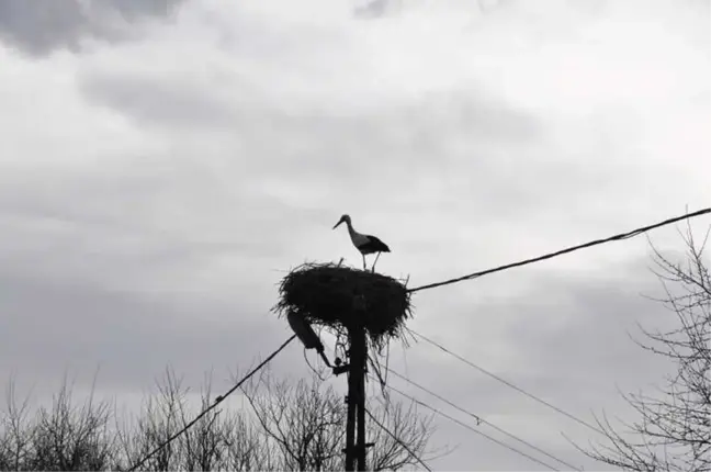 Dikme Köyü'nde Leylek Yuvasını Yaptı