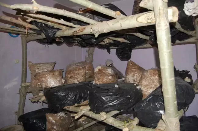 Evinde İstiridye Mantarı Yetiştiriyor