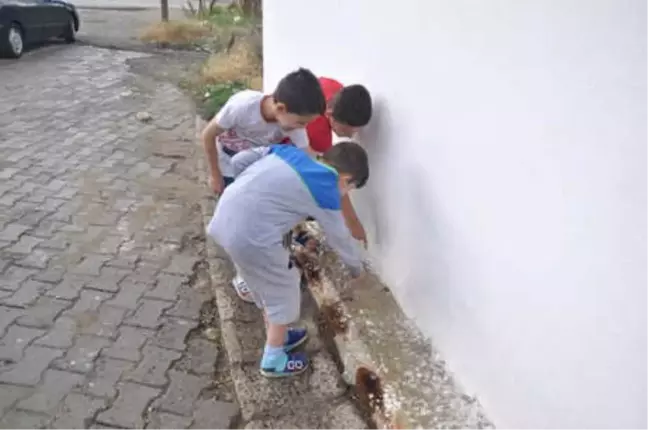 Malkara'da Yağmurun Ardından Çıkan Kurbağalar Şaşırttı