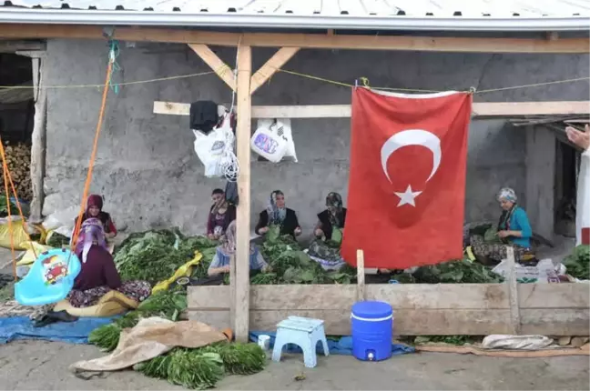 İnegöl'de Tütün Hasadı Başladı