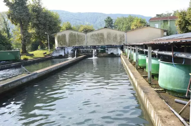 Akçay Deresi'ne 7 Bin 500 Yavru Alabalık Bırakıldı