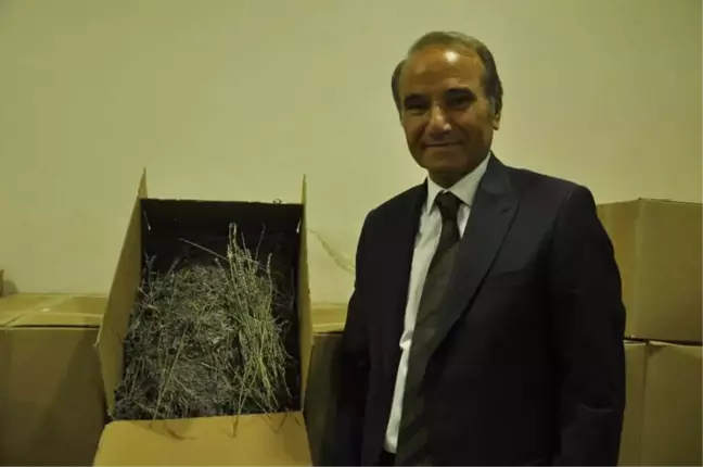 Arguvan da Lavanta Hasadı Başladı