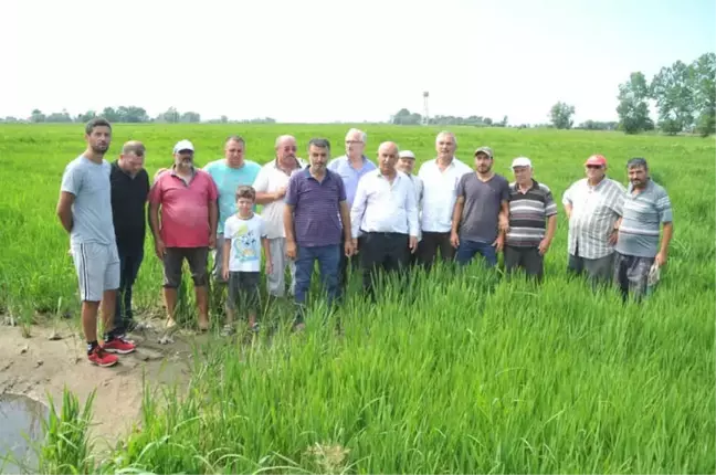Bafra Ovası'nda Çeltik Tarlaları Susuzluktan Kurumaya Başladı