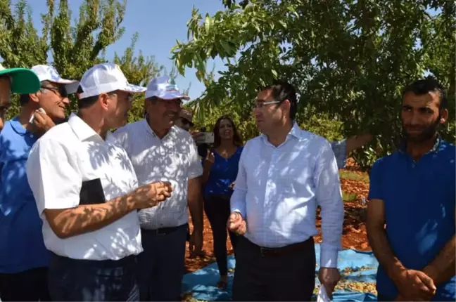 Besni'de Badem Hasadı Başladı
