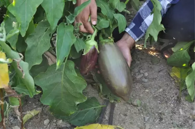 100 Yıllık Tohumdan Üretilen Patlıcana Büyük İlgi
